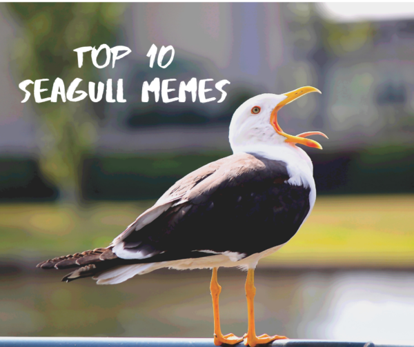 Sundays with Seagulls: Top 10 Seagull Memes – Rebecca Cantrell | New ...